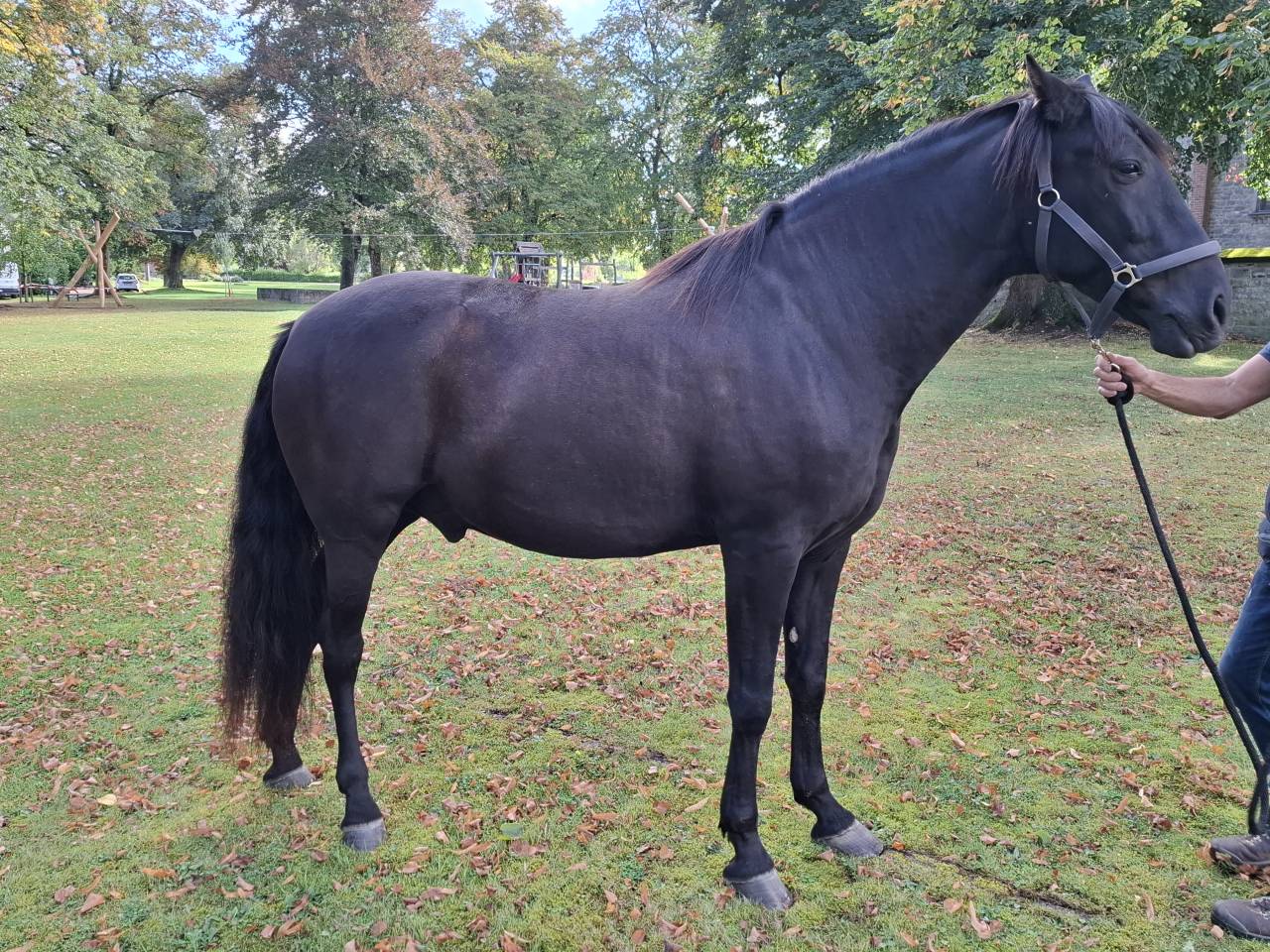 Caballo castrado PRE Pura Raza Española En venta 2018 Negro por coqueto