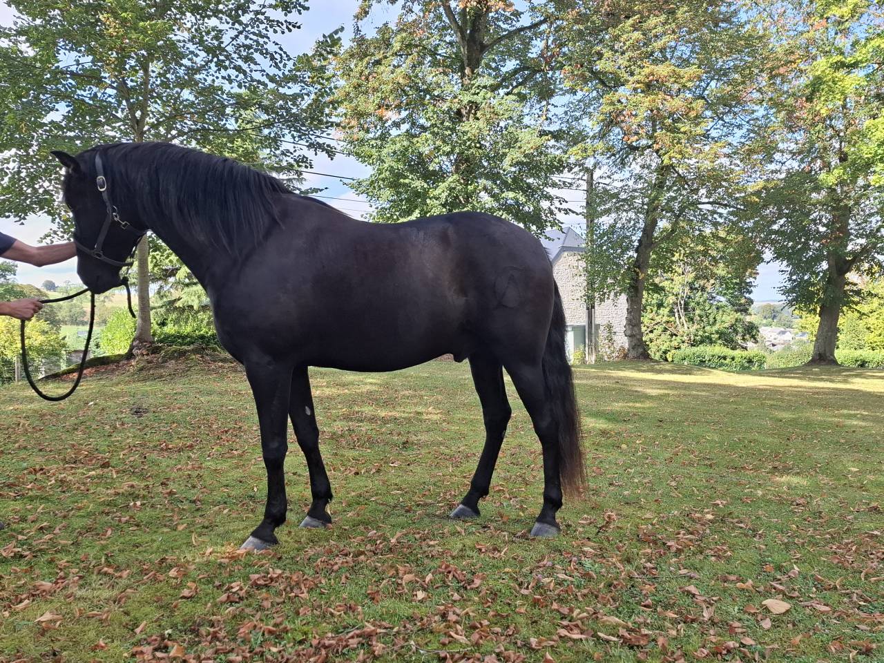 Caballo castrado PRE Pura Raza Española En venta 2018 Negro por coqueto