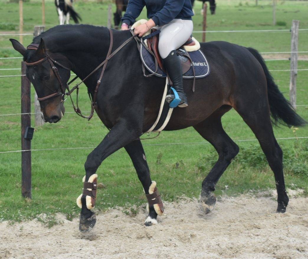 Caballo castrado Hannoveriano En venta 2016 Bayo moreno