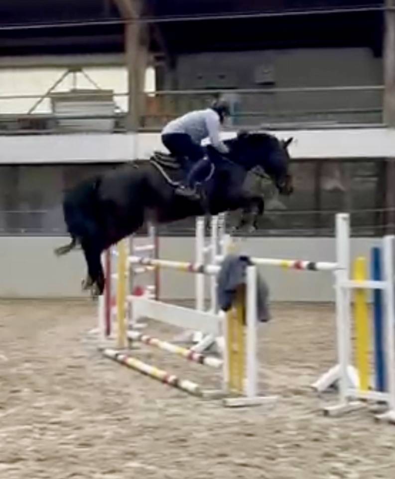 Caballo castrado Hannoveriano En venta 2016 Bayo moreno