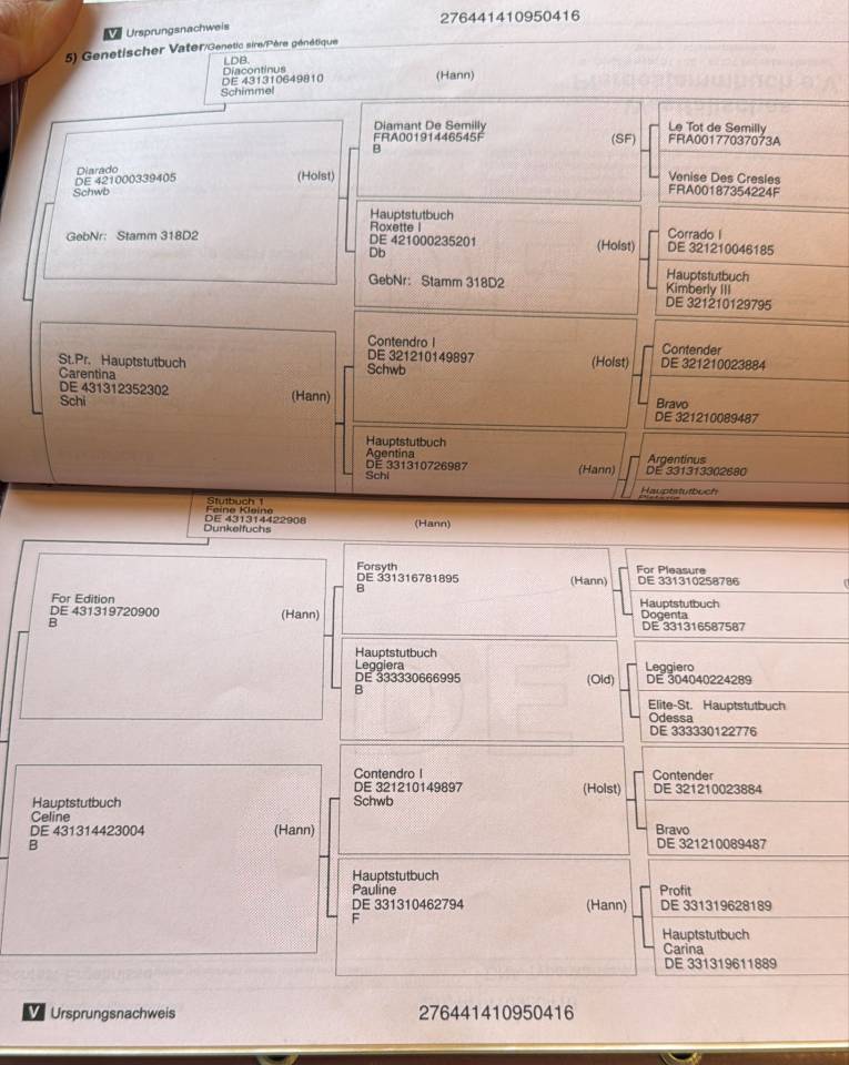 Caballo castrado Hannoveriano En venta 2016 Bayo moreno