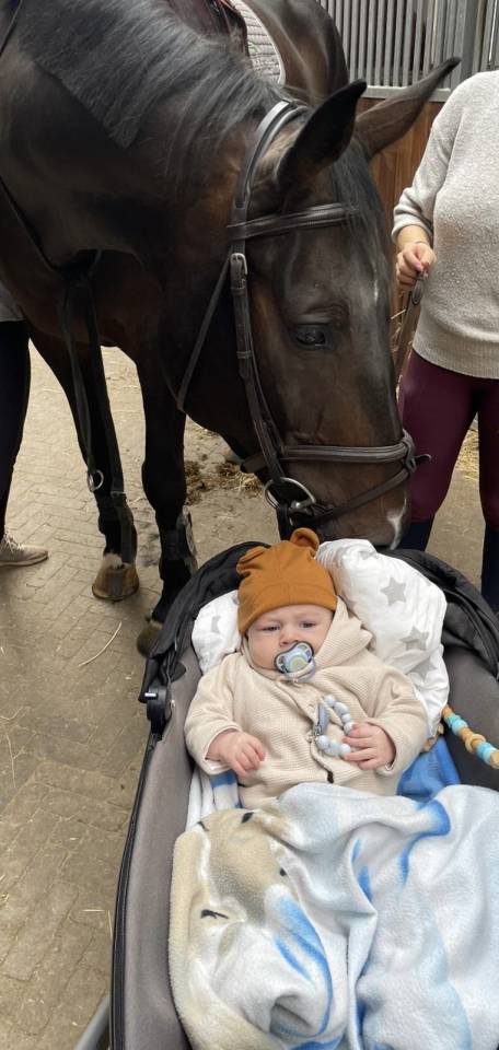 Caballo castrado Hannoveriano En venta 2016 Bayo moreno