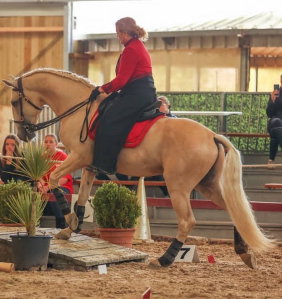 Potranca Lusitano En venta 2025 Isabelo por Pablo du chalet