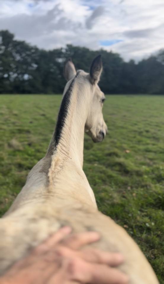 Potranca Lusitano En venta 2025 Isabelo por Pablo du chalet