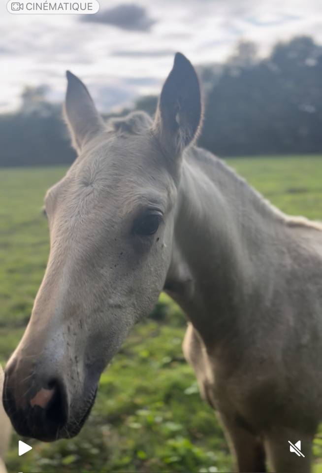 Potranca Lusitano En venta 2025 Isabelo por Pablo du chalet