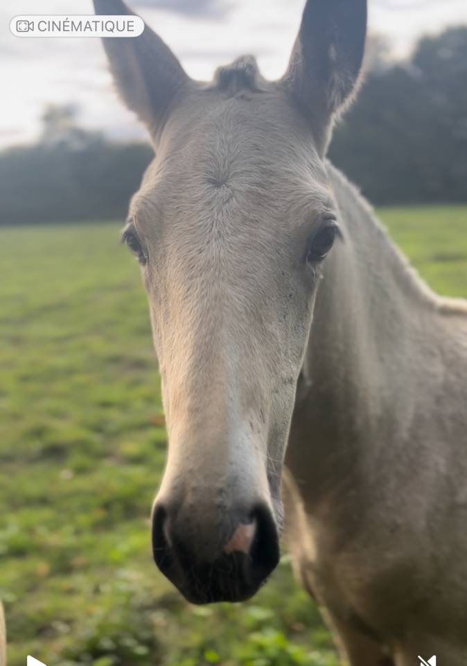 Potranca Lusitano En venta 2025 Isabelo por Pablo du chalet