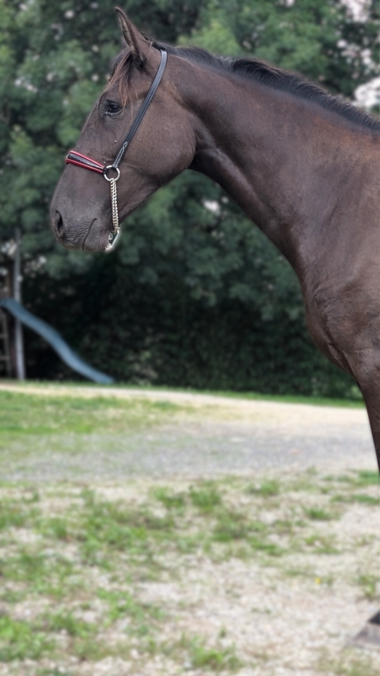 Yegua PRE Pura Raza Española En venta 2023 Negro por Spirit XLVIII 