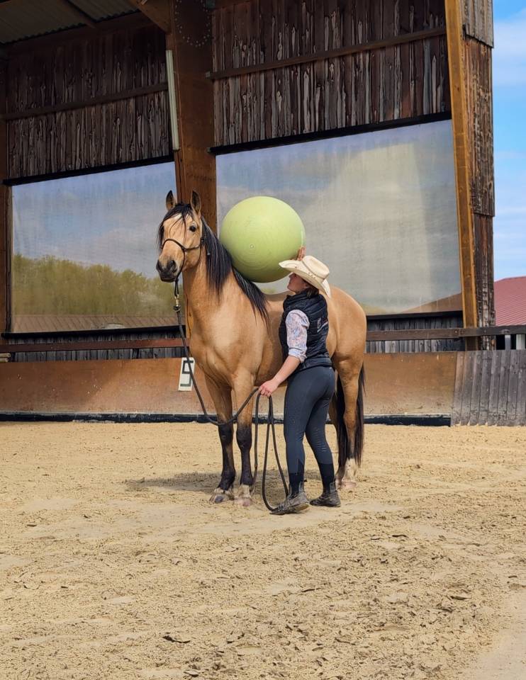 Caballo castrado PRE Pura Raza Española En venta 2021 Isabelo