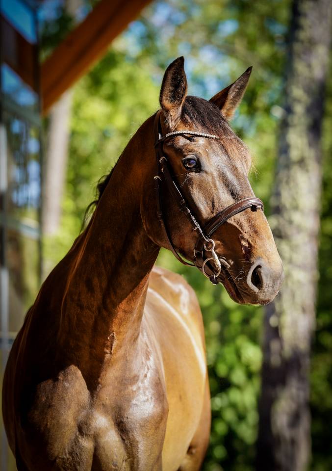 Caballo castrado Silla Francés En venta 2022 Bayo