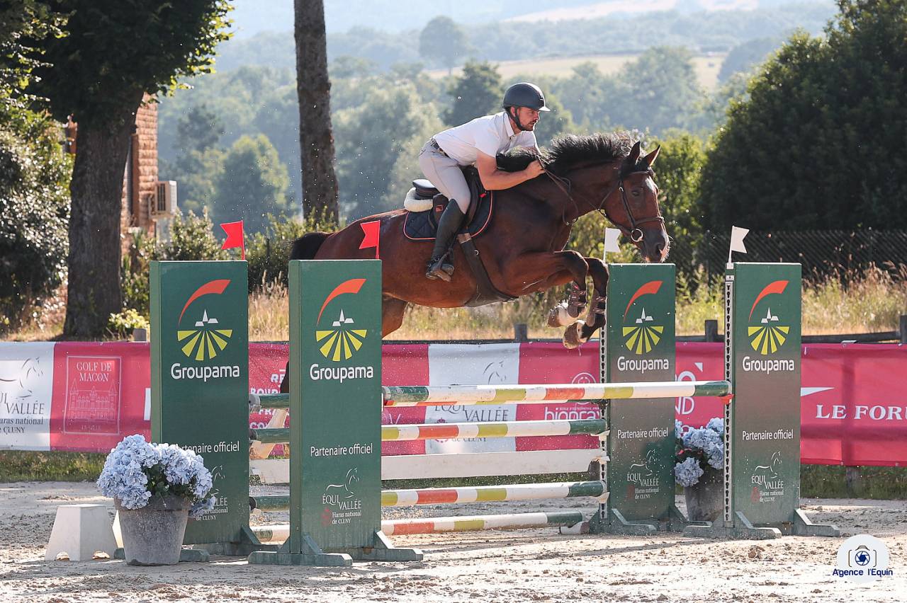 Caballo castrado Silla Francés En venta 2021 Bayo