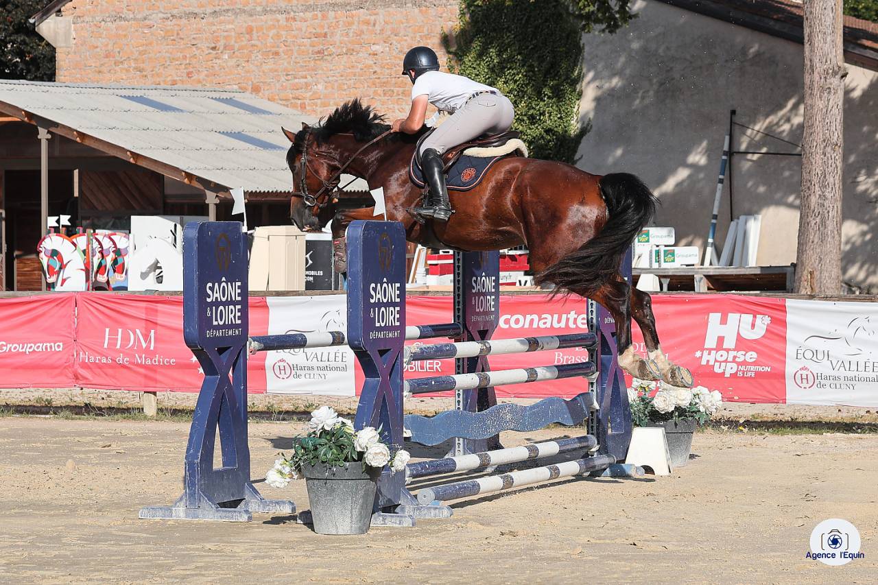 Caballo castrado Silla Francés En venta 2021 Bayo