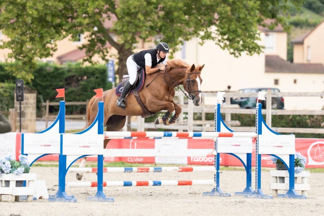 Yegua Silla Francés En venta 2016 Alazán tostado