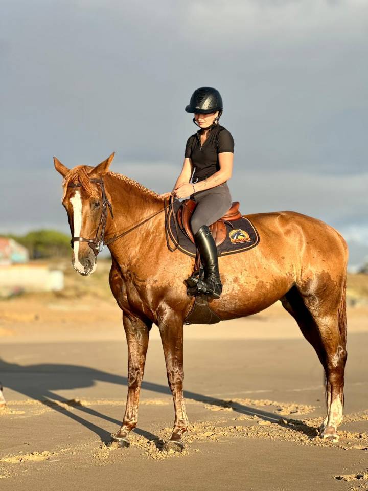 Yegua Silla Francés En venta 2016 Alazán tostado