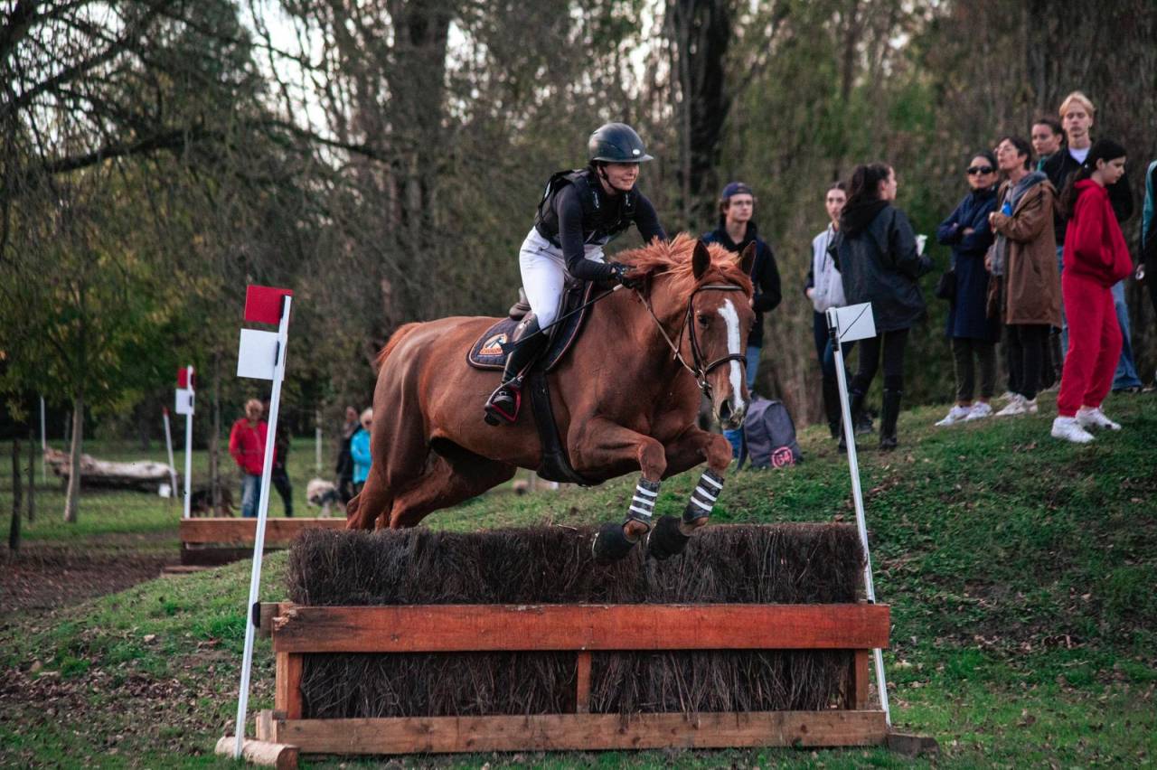 Yegua Silla Francés En venta 2016 Alazán tostado