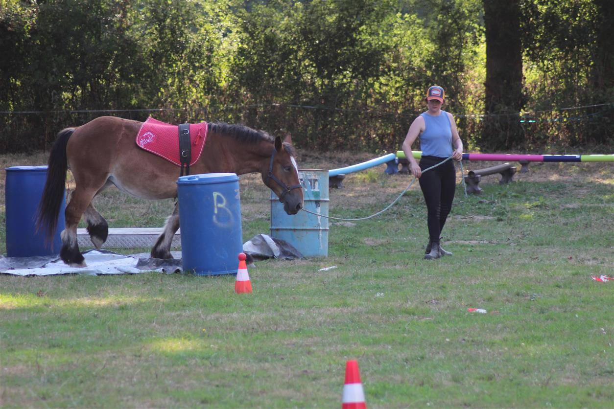 Potranca Ardennes En venta 2023 Bayo por VIOLANT D HAGNICOURT