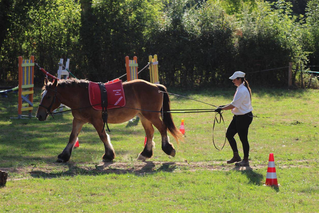 Potranca Ardennes En venta 2023 Bayo por VIOLANT D HAGNICOURT
