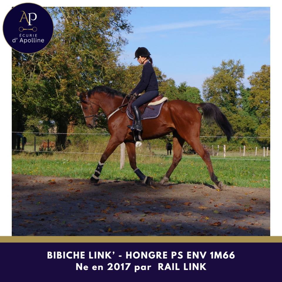 Caballo castrado Pura Sangre En venta 2017 Bayo