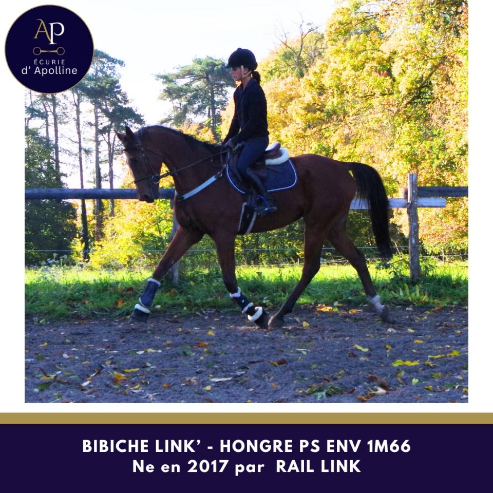 Caballo castrado Pura Sangre En venta 2017 Bayo