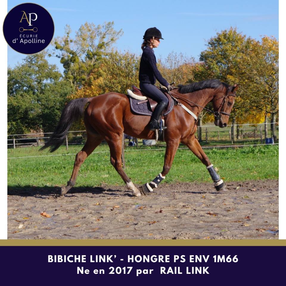 Caballo castrado Pura Sangre En venta 2017 Bayo