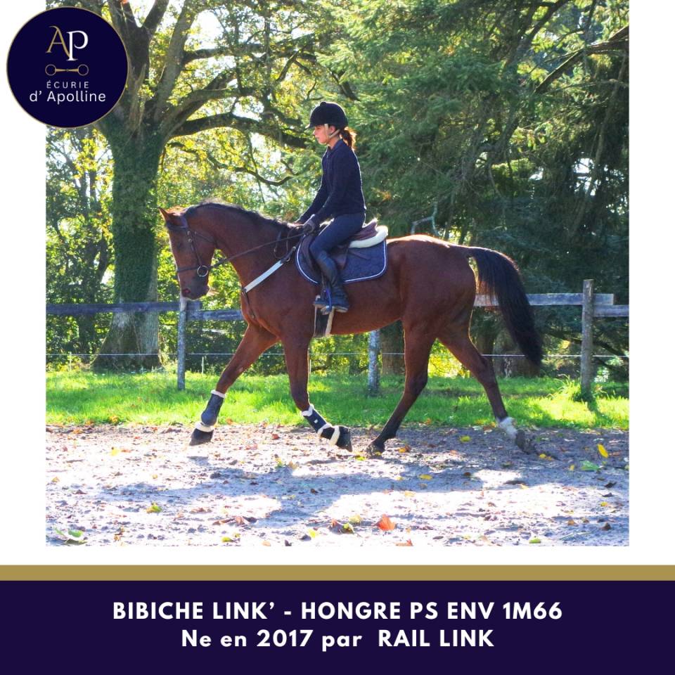 Caballo castrado Pura Sangre En venta 2017 Bayo