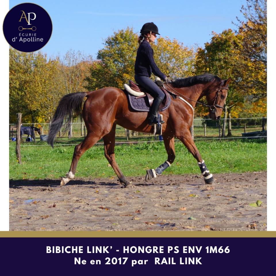 Caballo castrado Pura Sangre En venta 2017 Bayo