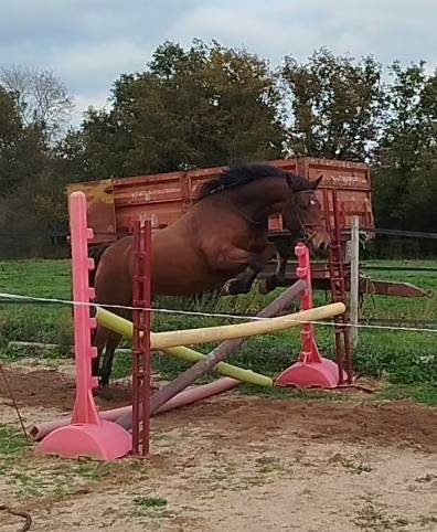 Yegua Connemara En venta 2019 Bayo por TITUS DE LIAF