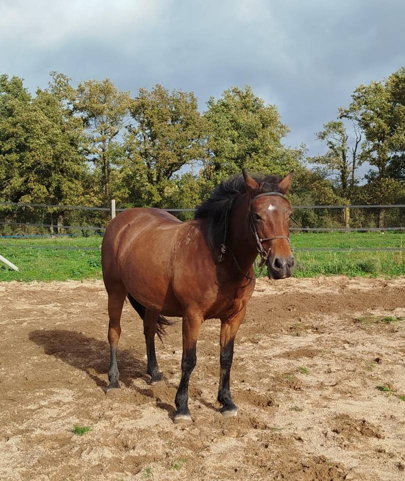 Yegua Connemara En venta 2019 Bayo por TITUS DE LIAF