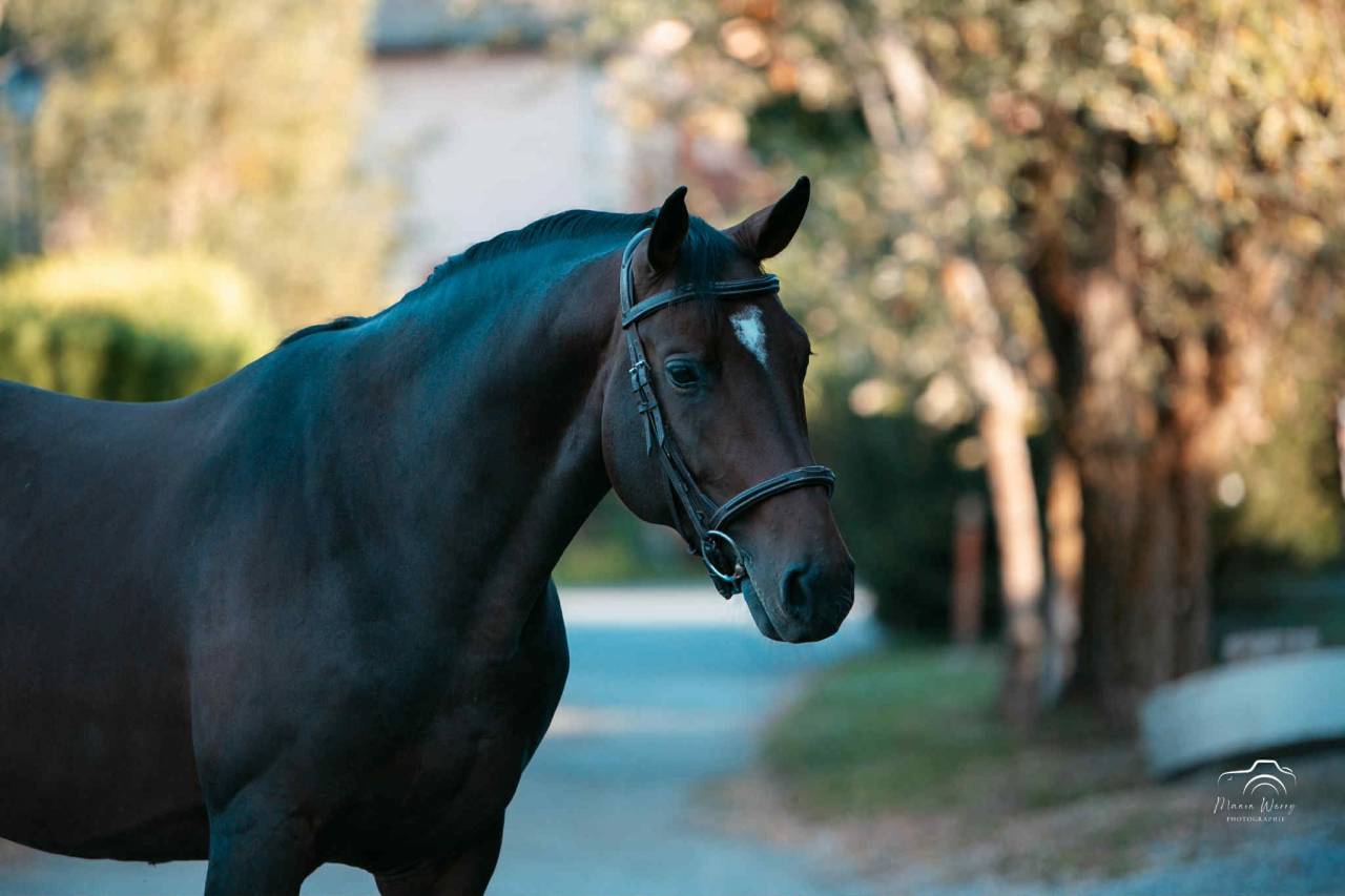 Caballo entero Origine Constatée En venta 2020 Bayo moreno