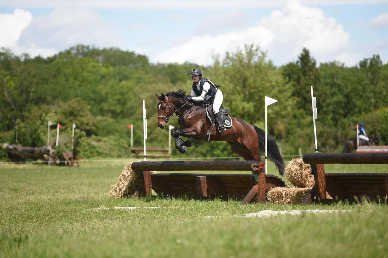 Caballo entero Origine Constatée En venta 2020 Bayo moreno