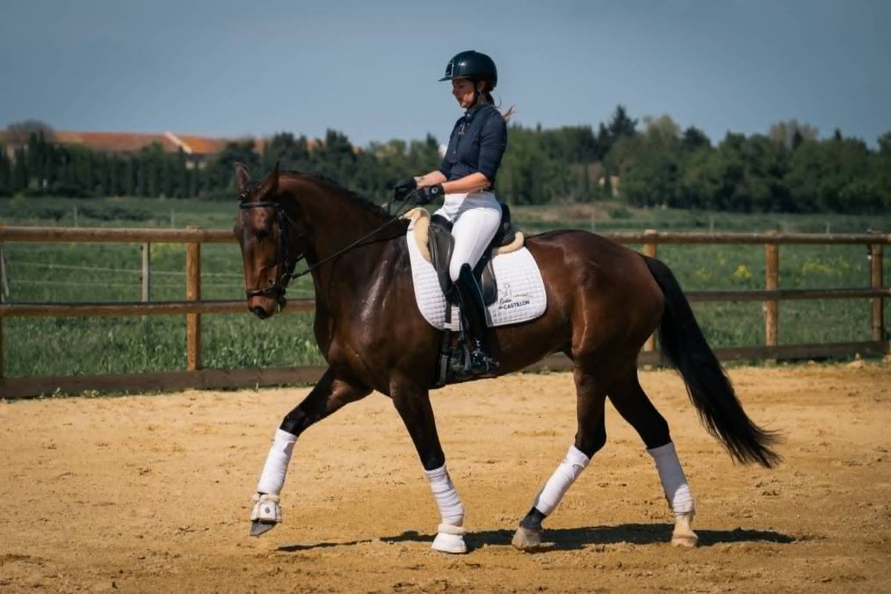 Yegua KWPN Caballo de Deporte Neerlandés En venta 2019 Bayo moreno