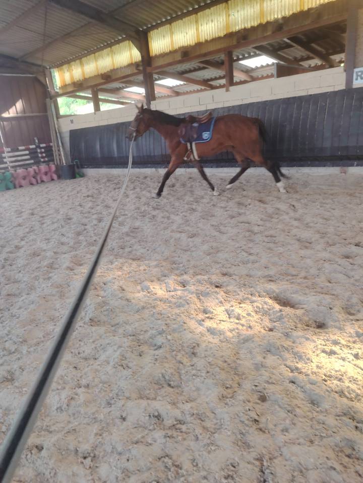 Caballo castrado Silla Francés En venta 2022 Bayo moreno por Hitchcock BM