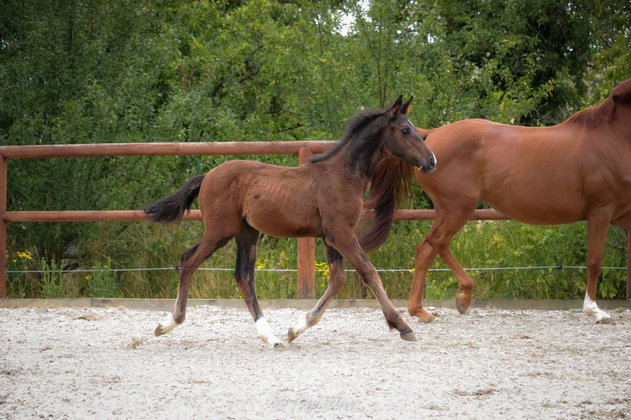 Potro Silla Franc&eacute;s En venta 2025 Bayo por Rpm canturando 