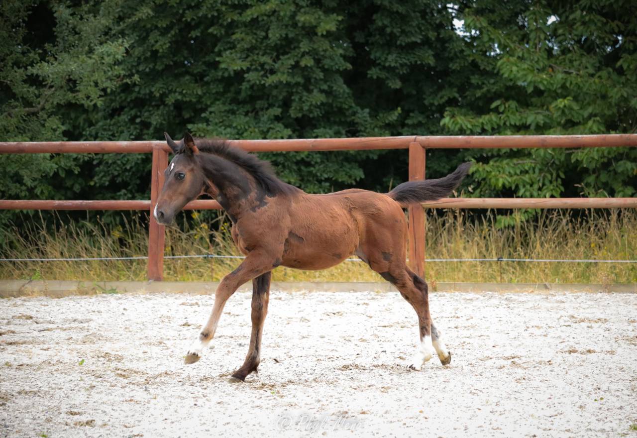 Potro Silla Franc&eacute;s En venta 2025 Bayo por Rpm canturando 