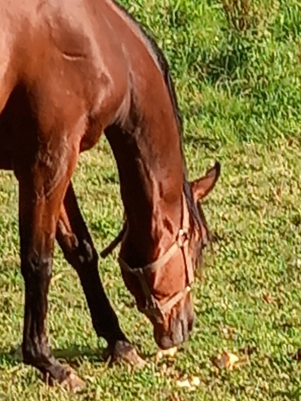 Yegua Arabe En venta 2020 Bayo por Samba de la Chavée