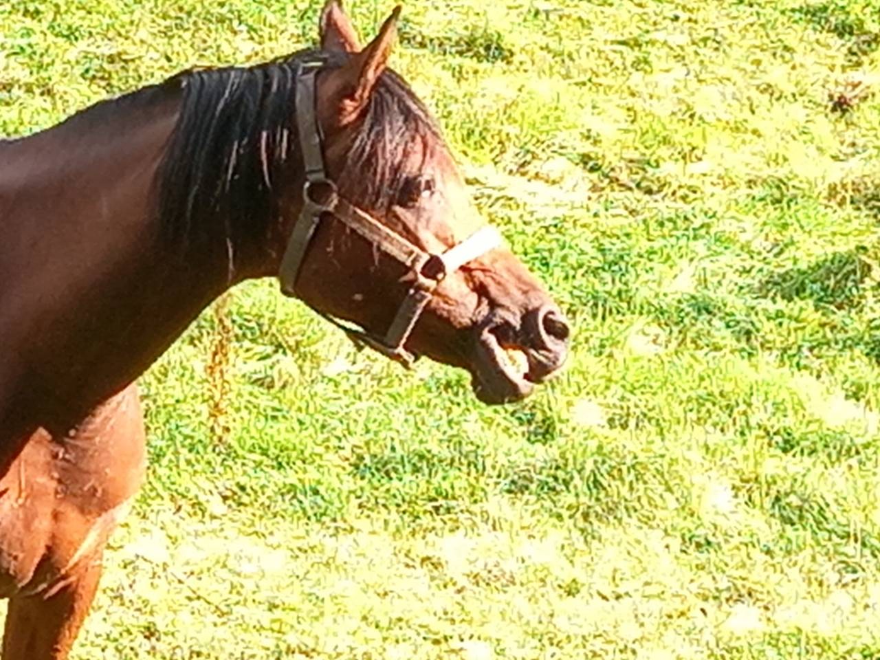 Yegua Arabe En venta 2020 Bayo por Samba de la Chavée