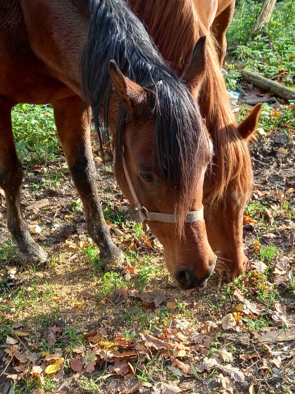Yegua Arabe En venta 2020 Bayo por Samba de la Chavée