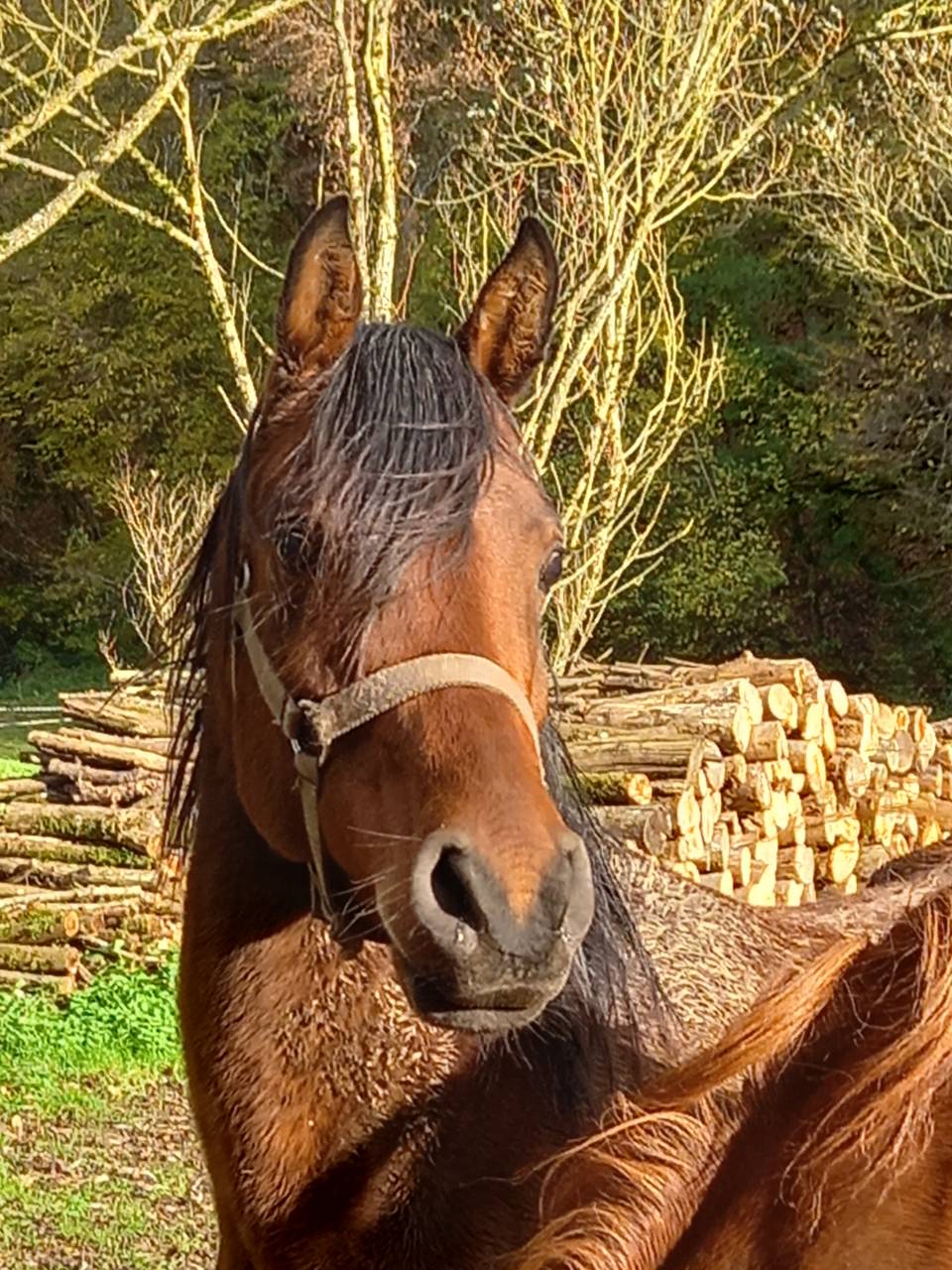 Yegua Arabe En venta 2020 Bayo por Samba de la Chavée