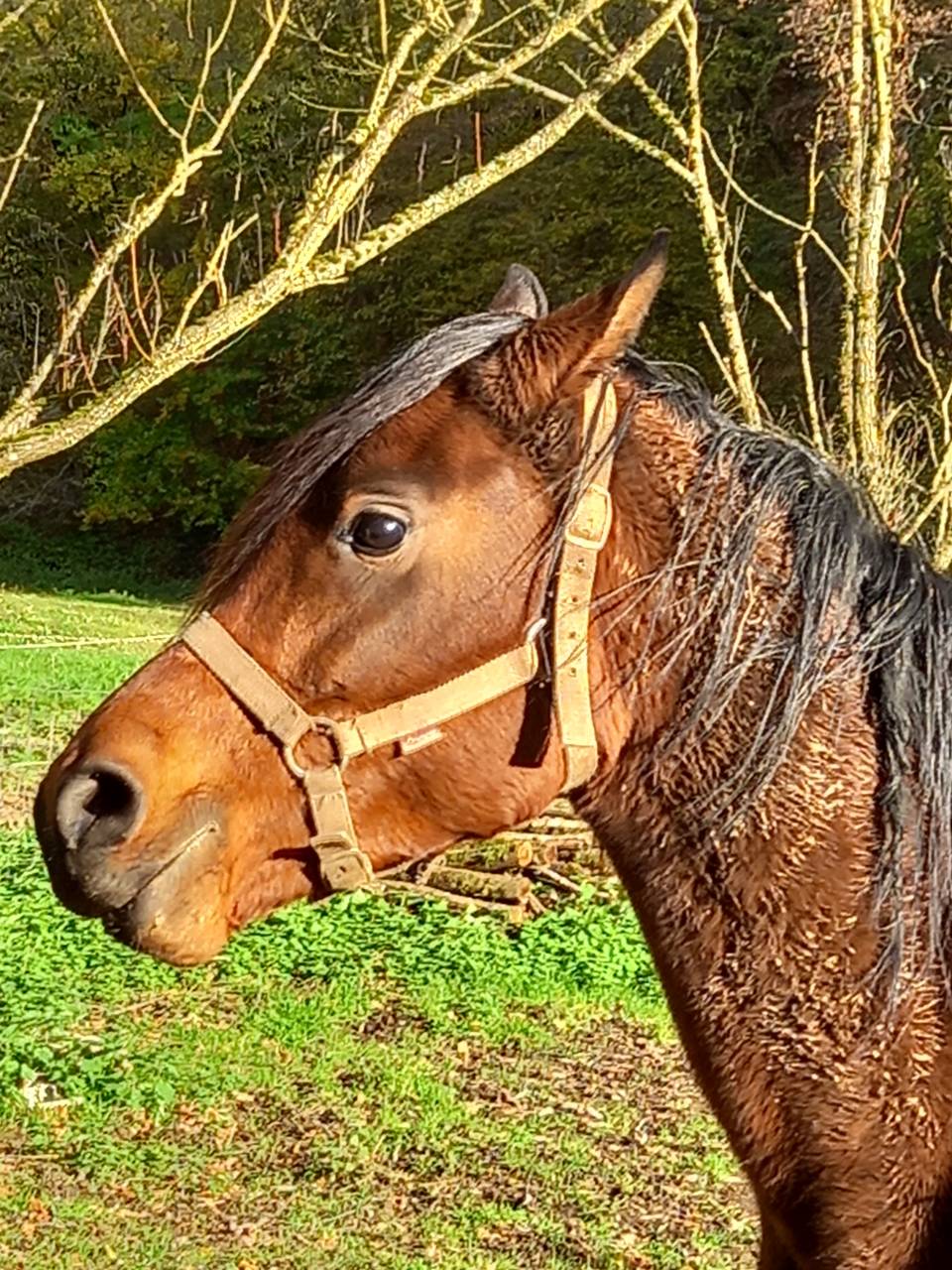 Yegua Arabe En venta 2020 Bayo por Samba de la Chavée