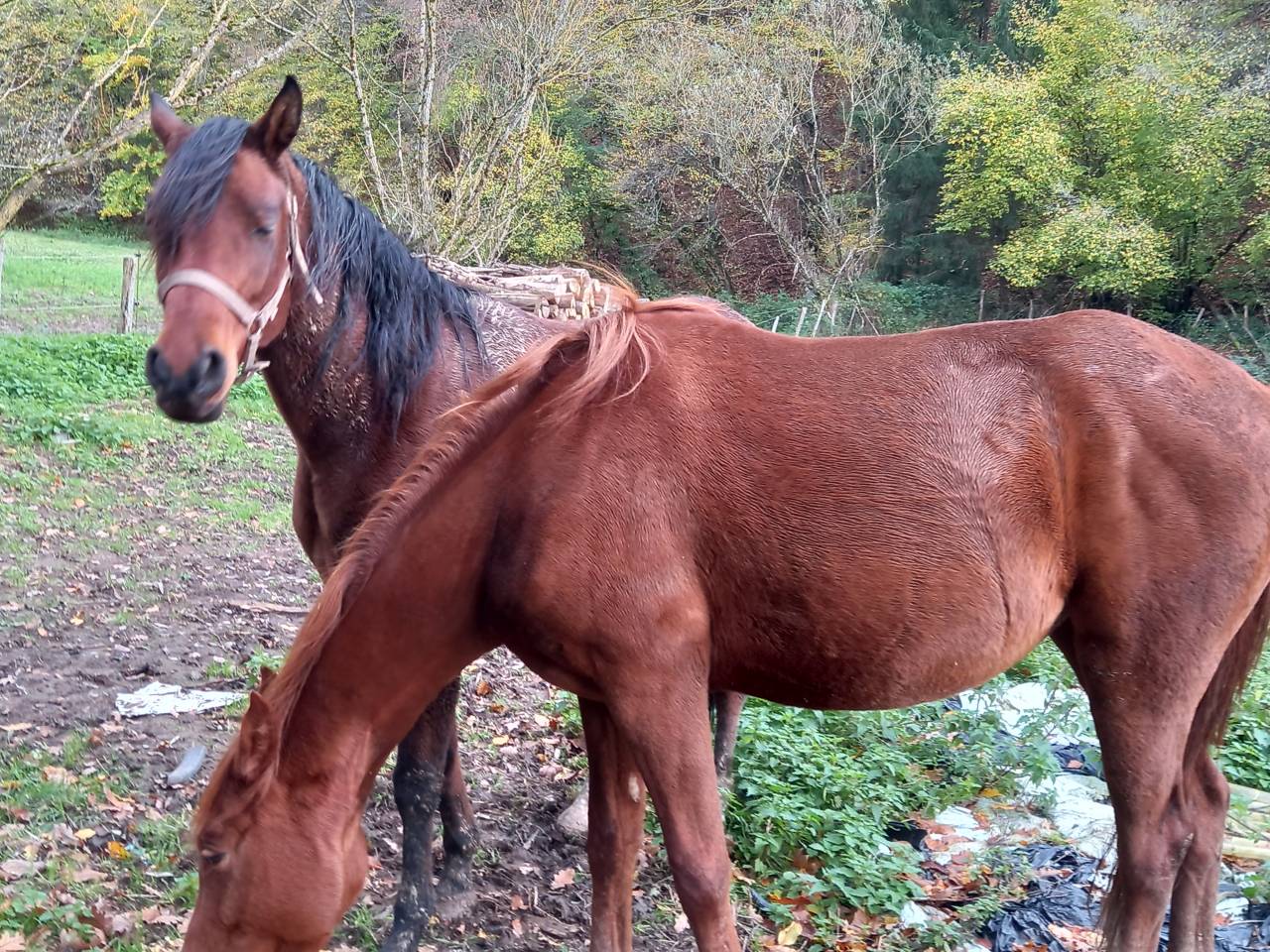 Yegua Arabe En venta 2020 Bayo por Samba de la Chavée