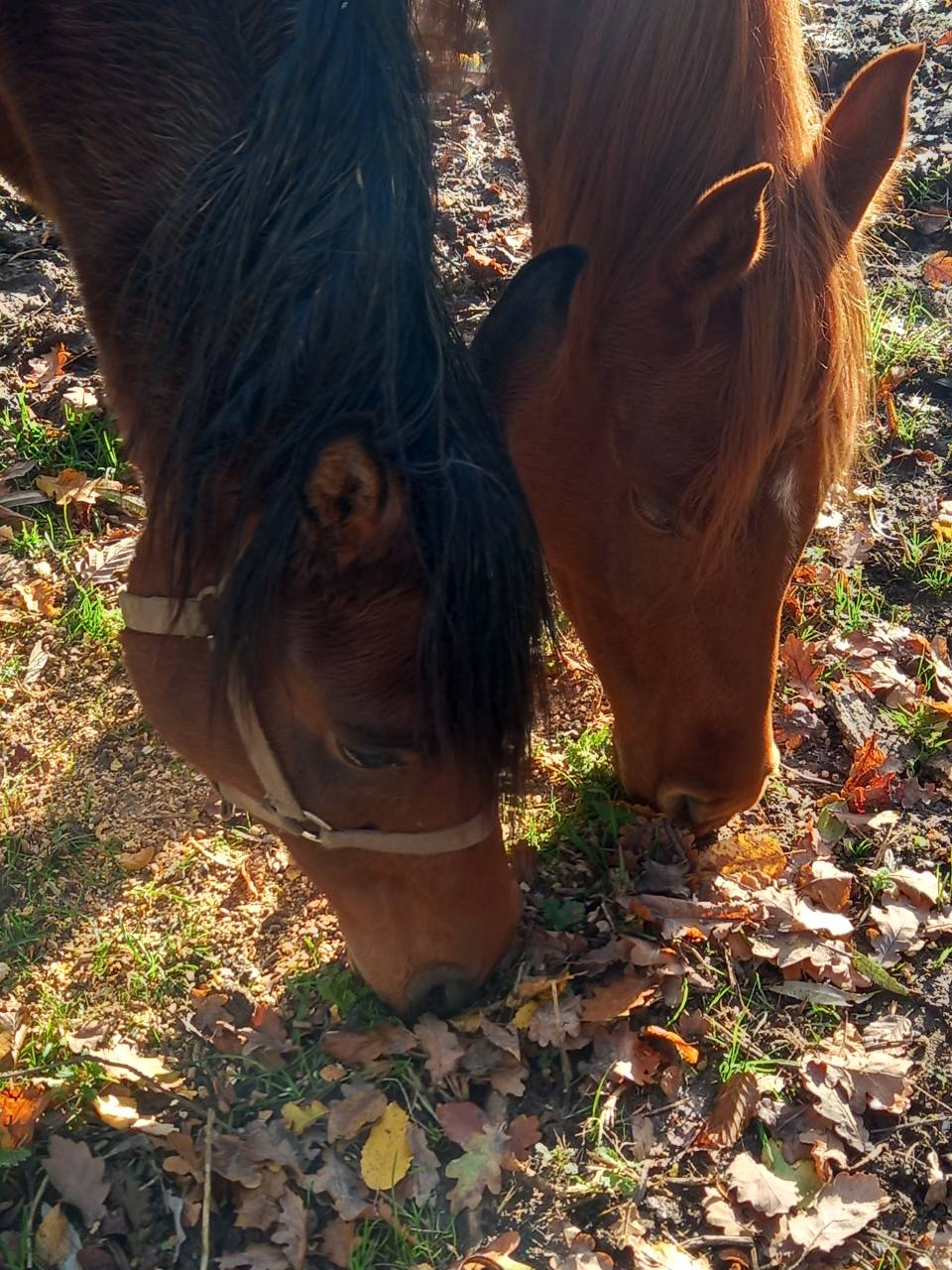 Yegua Arabe En venta 2020 Bayo por Samba de la Chavée