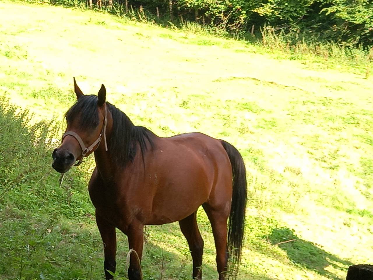 Yegua Arabe En venta 2020 Bayo por Samba de la Chavée