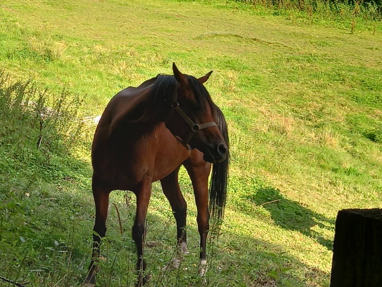 Yegua Arabe En venta 2020 Bayo por Samba de la Chavée