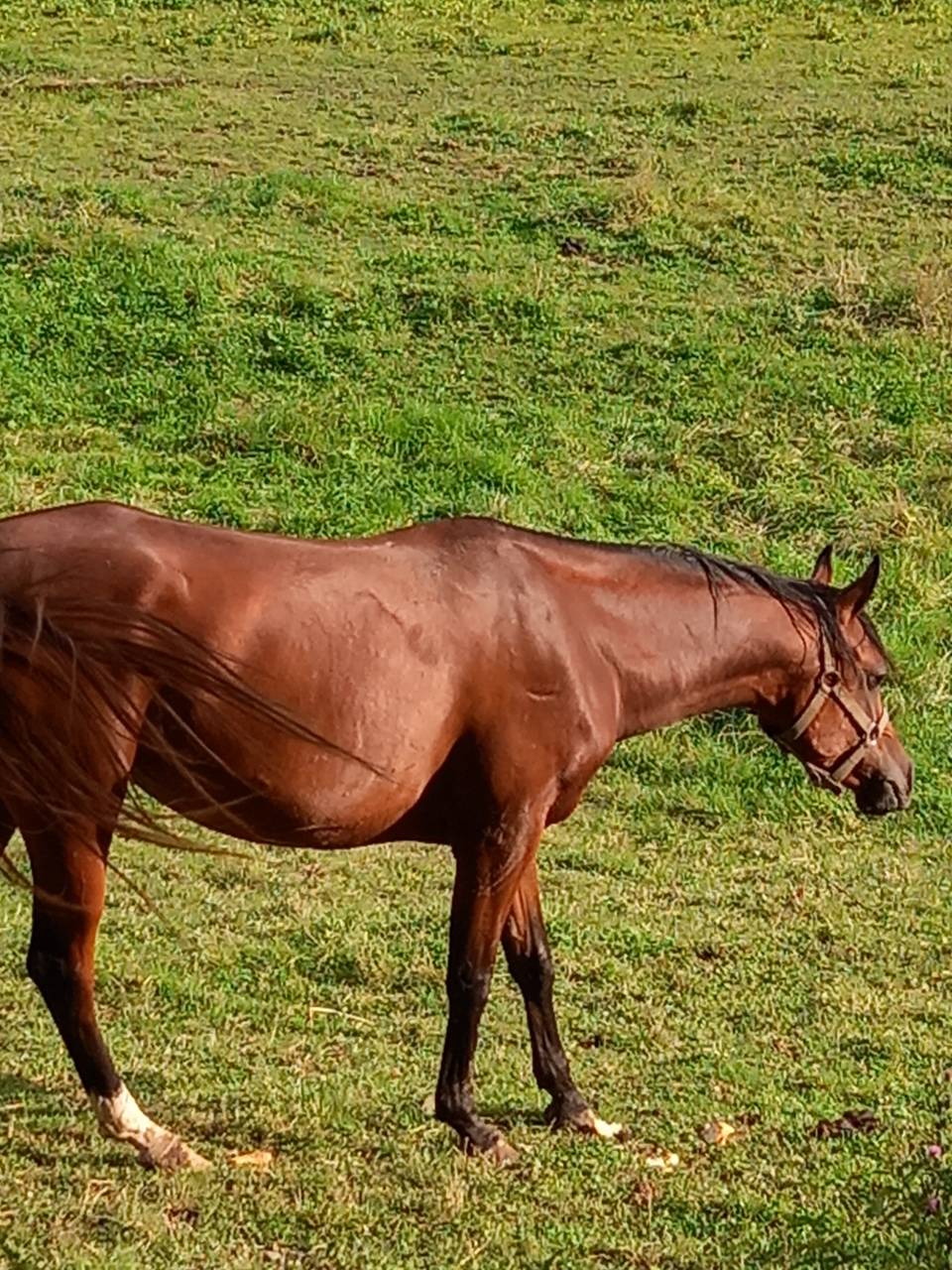 Yegua Arabe En venta 2020 Bayo por Samba de la Chavée