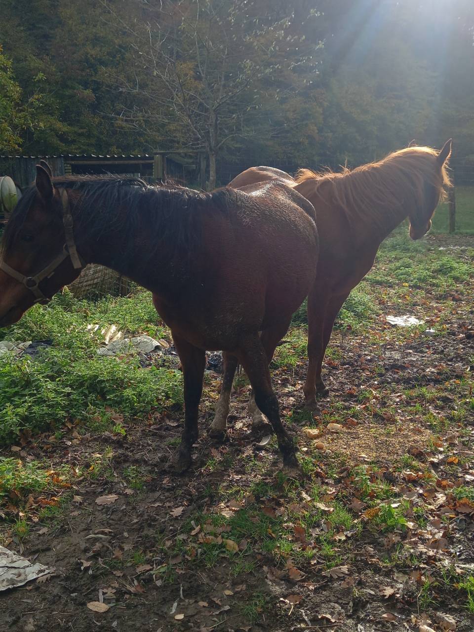 Yegua Arabe En venta 2020 Bayo por Samba de la Chavée