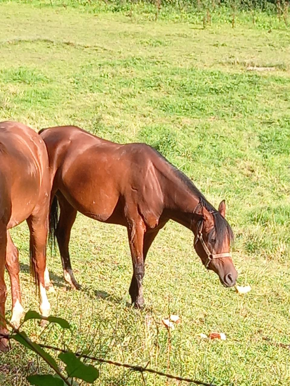 Yegua Arabe En venta 2020 Bayo por Samba de la Chavée
