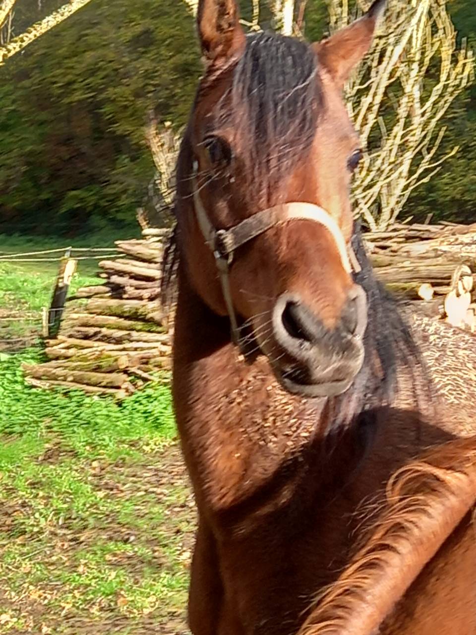 Yegua Arabe En venta 2020 Bayo por Samba de la Chavée