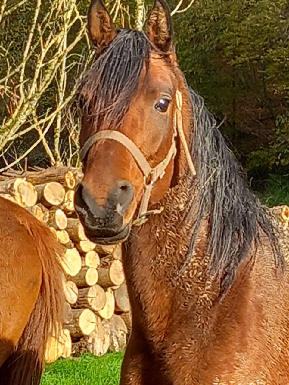 Yegua Arabe En venta 2020 Bayo por Samba de la Chavée