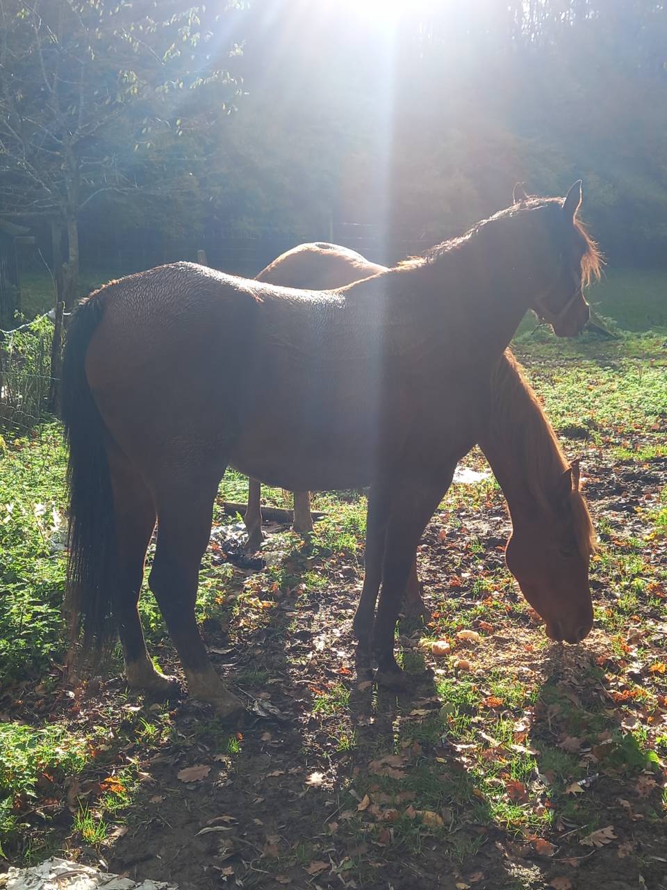 Yegua Arabe En venta 2020 Bayo por Samba de la Chavée