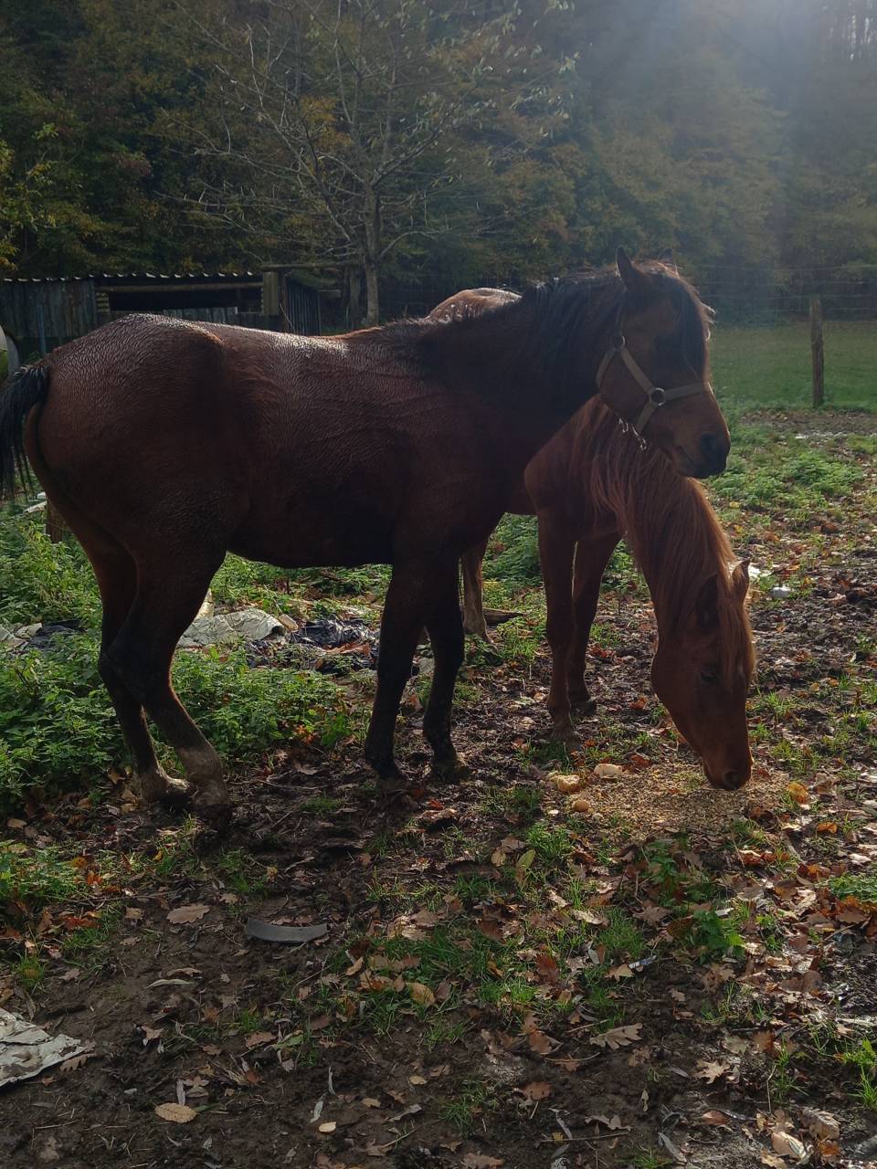 Yegua Arabe En venta 2020 Bayo por Samba de la Chavée
