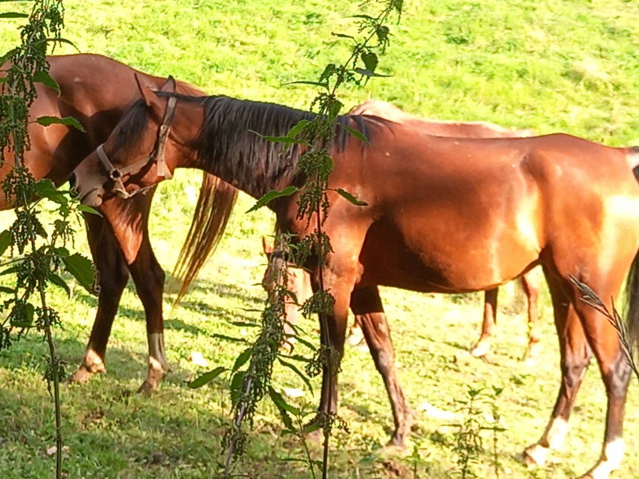 Yegua Arabe En venta 2020 Bayo por Samba de la Chavée